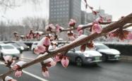 网上买球怎么买 -护城河畔雪初霁 左安楼下梅已开