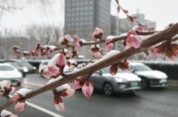 网上买球怎么买 -护城河畔雪初霁 左安楼下梅已开