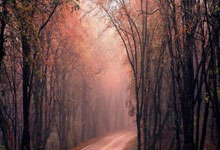 网上买球怎么买 -山西汾酒一季度报发布，数据背后价值几何？关键锁定这些核心要素