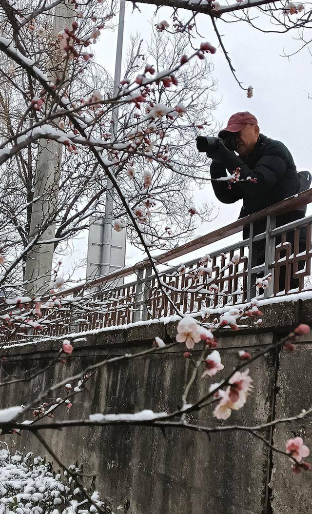 护城河畔雪初霁 左安楼下梅已开