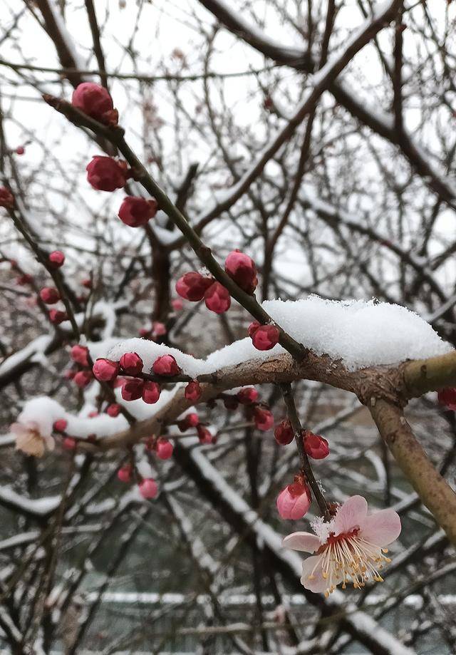 护城河畔雪初霁 左安楼下梅已开