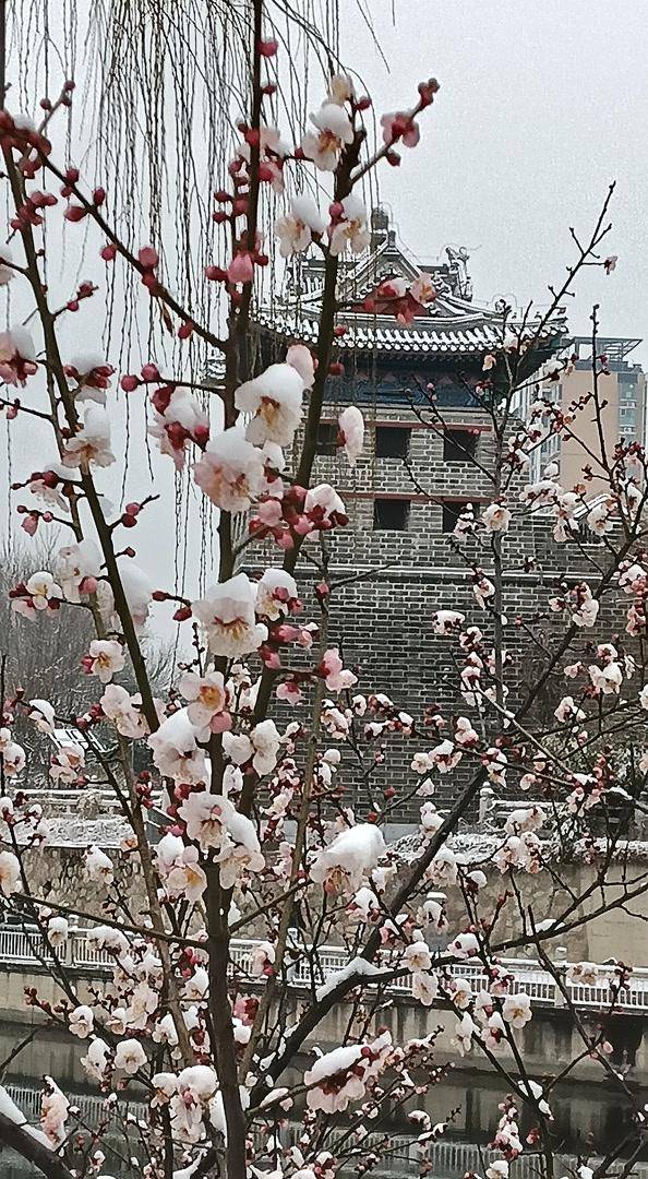 护城河畔雪初霁 左安楼下梅已开