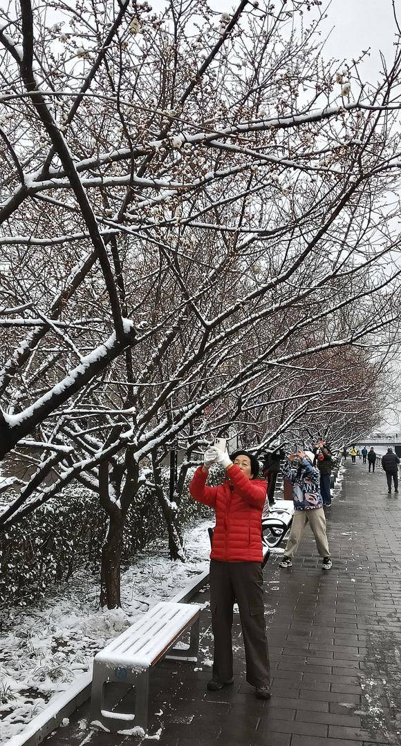护城河畔雪初霁 左安楼下梅已开