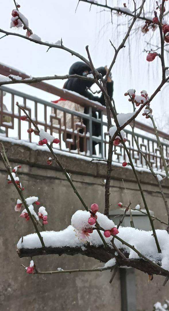 护城河畔雪初霁 左安楼下梅已开
