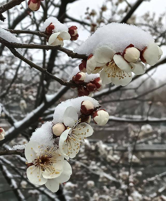 护城河畔雪初霁 左安楼下梅已开
