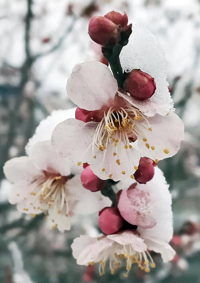 护城河畔雪初霁 左安楼下梅已开
