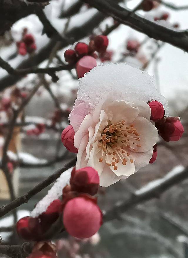 护城河畔雪初霁 左安楼下梅已开