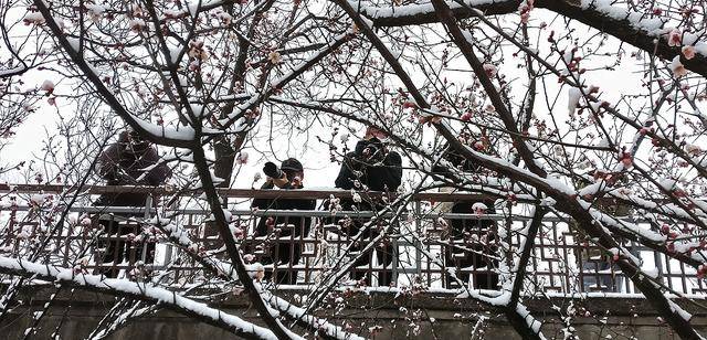 护城河畔雪初霁 左安楼下梅已开