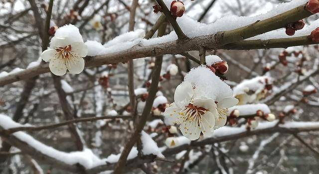 护城河畔雪初霁 左安楼下梅已开