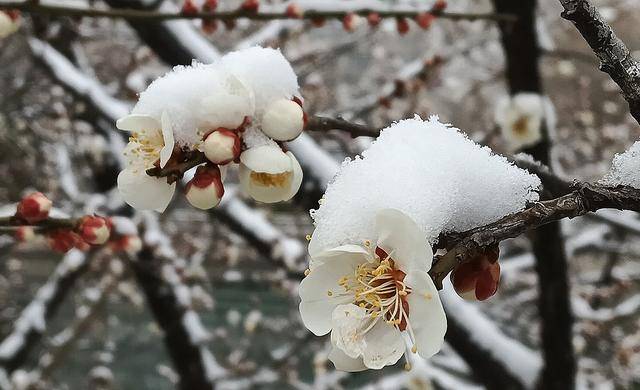 护城河畔雪初霁 左安楼下梅已开