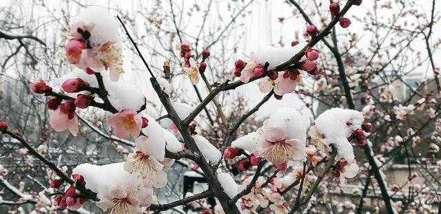 护城河畔雪初霁 左安楼下梅已开