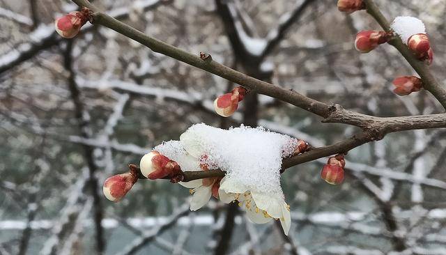 护城河畔雪初霁 左安楼下梅已开