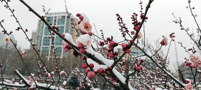 护城河畔雪初霁 左安楼下梅已开