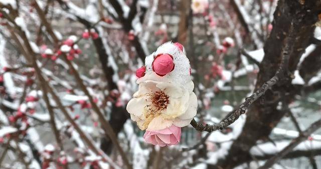 护城河畔雪初霁 左安楼下梅已开