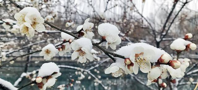 护城河畔雪初霁 左安楼下梅已开