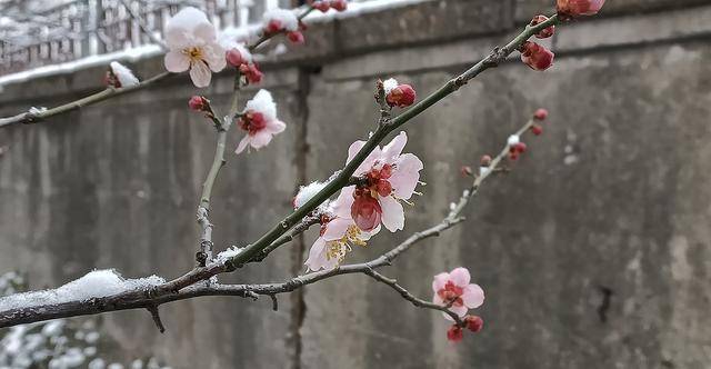 护城河畔雪初霁 左安楼下梅已开